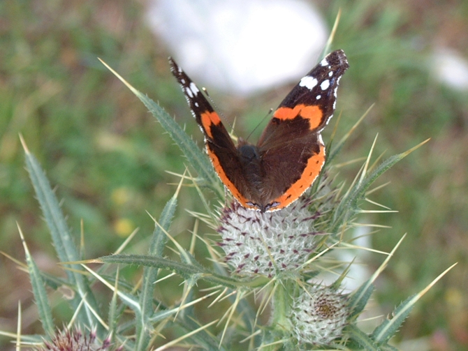 Vanessa atalanta